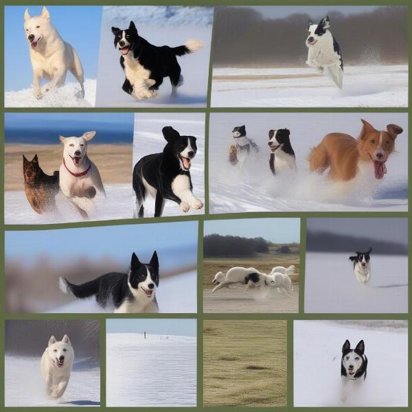 Active Dog Breeds Running