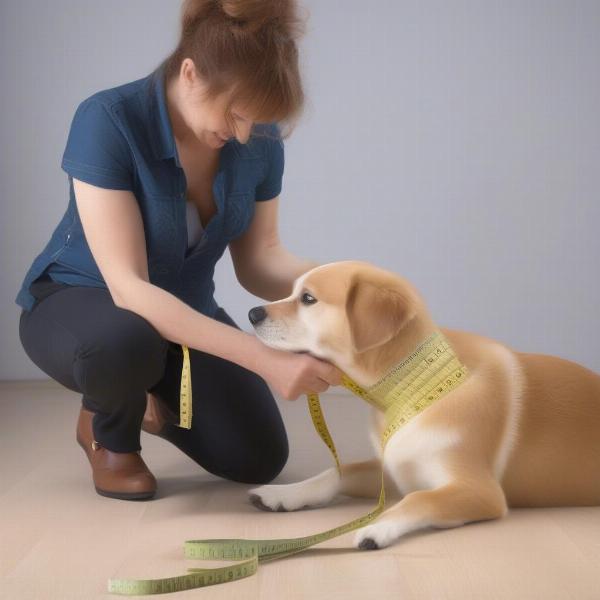 Measuring a dog for an adidas dog sweatsuit