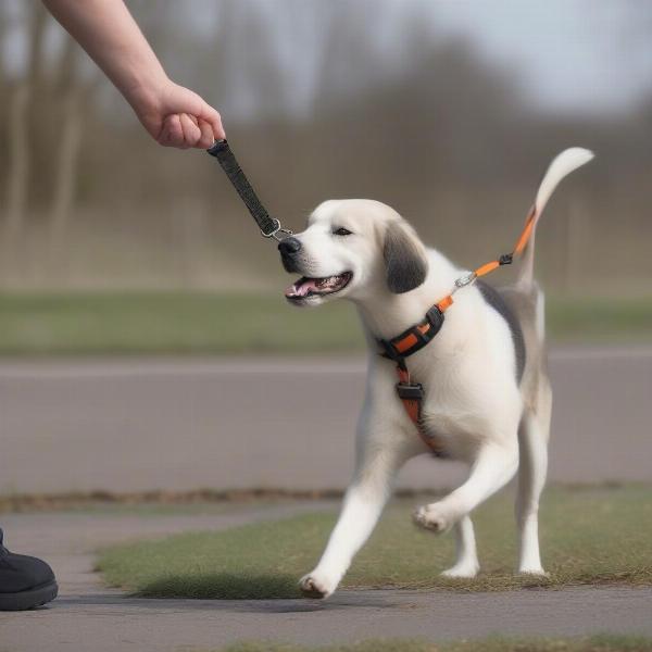 Training with an Adjustable Double Ended Lead