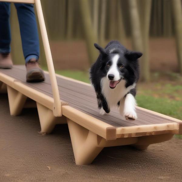 Advanced Agility Equipment: Dog Walk