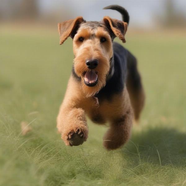 Airedale Terrier Hunting Rat