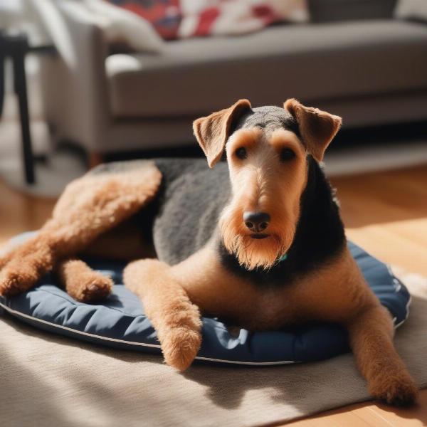 Airedale Terrier relaxing in its new home