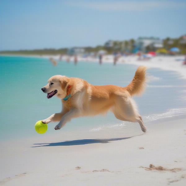 Dog enjoying the beach on Anna Maria Island