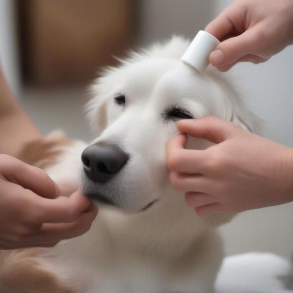 Applying Anti-Itch Cream to a Dog