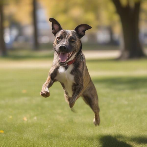 Apollo Dog Playing Fetch