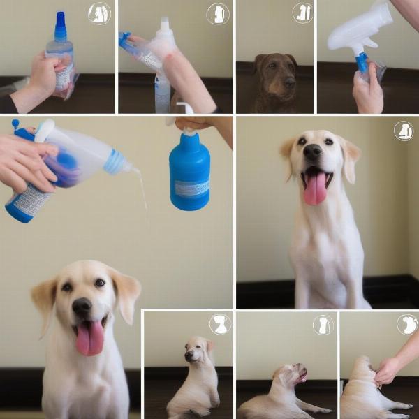 Applying antibiotic spray correctly on a dog