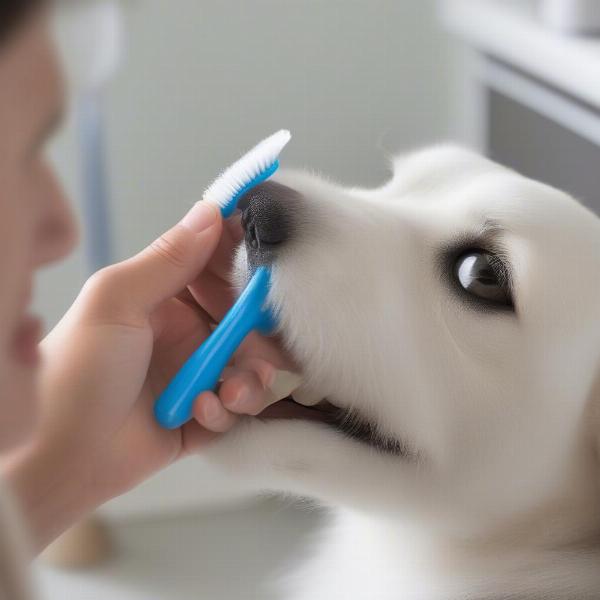 Applying Canident tooth cleaner to a dog's teeth using a finger brush