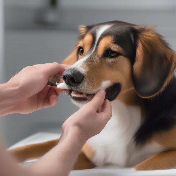 A close-up of a person applying coconut oil to a dog's teeth.