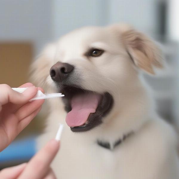 Applying Dentisept to Dog's Gums