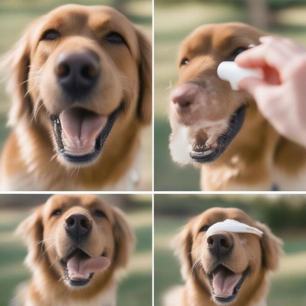 Applying Dog Sunscreen to Nose