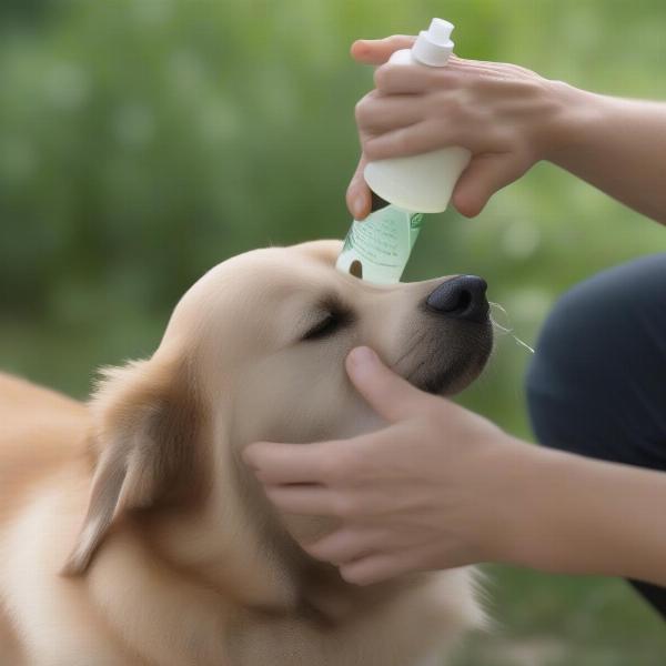 Applying Natural Tick Repellent on Dog