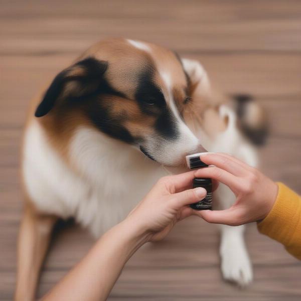 Applying Paw Balm to Dog