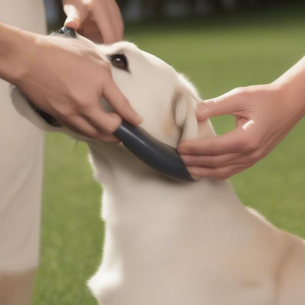 Applying Pet Defender Plus to a Dog