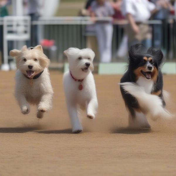 Apri Dog Show Competition