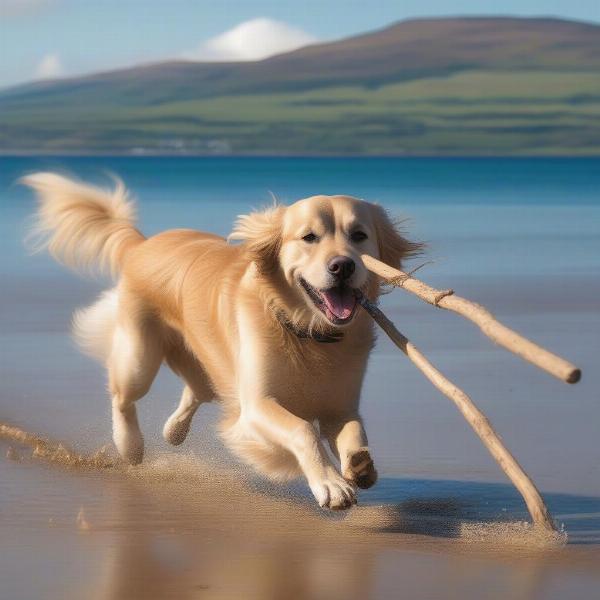 Dog-friendly beaches on Arran Island, Scotland