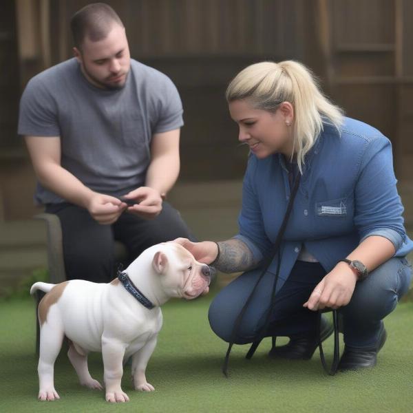 Asking Questions to an American Bully Breeder