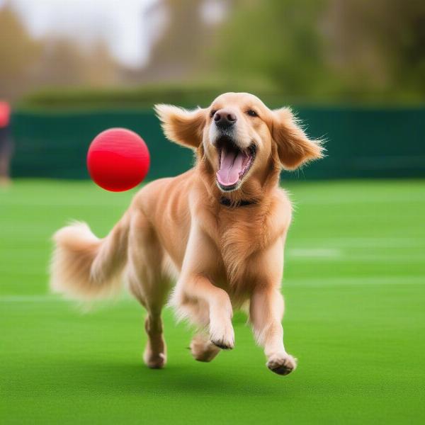 Dog Playing on Astro Turf