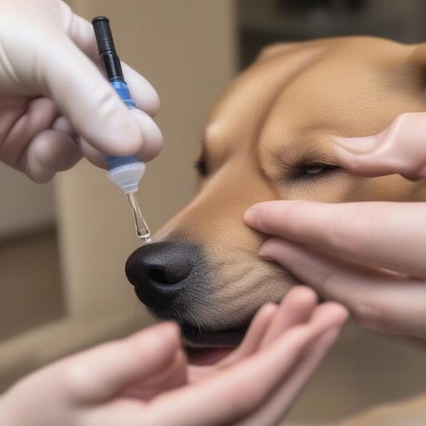 Administering atropine eye drops to a dog