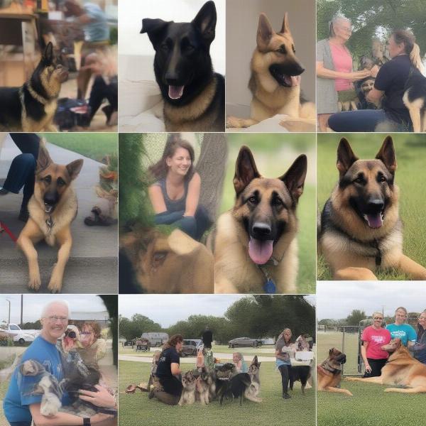 Austin German Shepherd Rescue Organizations