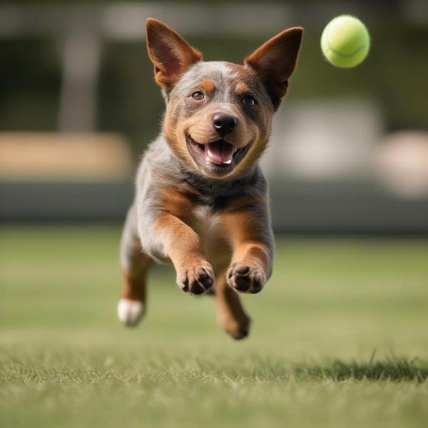 Australian Cattle Dog puppy playing fetch