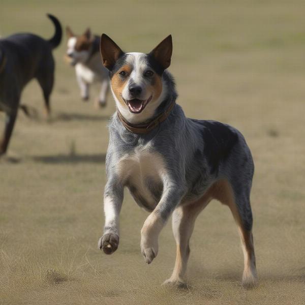 Australian Cattle Dog working livestock