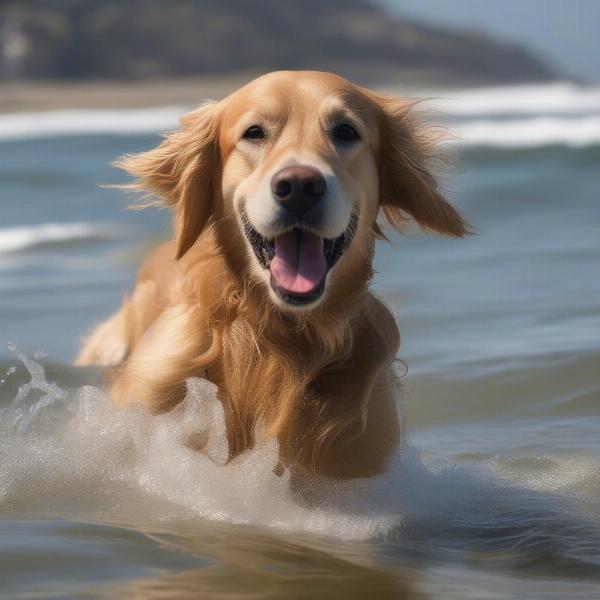 Dog swimming in the ocean at Avila Dog Beach