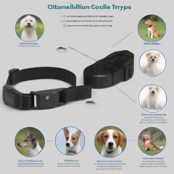 Different Types of Bark Collars for Small Breeds