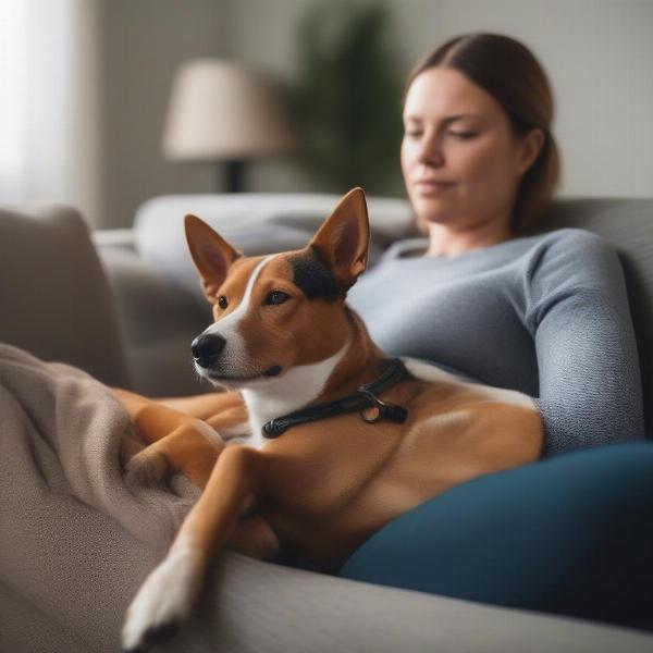 Basenji Australian Cattle Dog Mix Cuddling with Owner