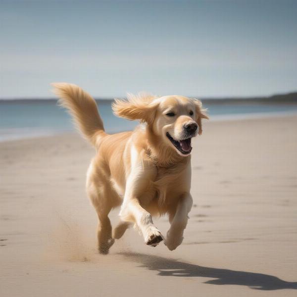 Dog running on a beach in Bateman's Bay