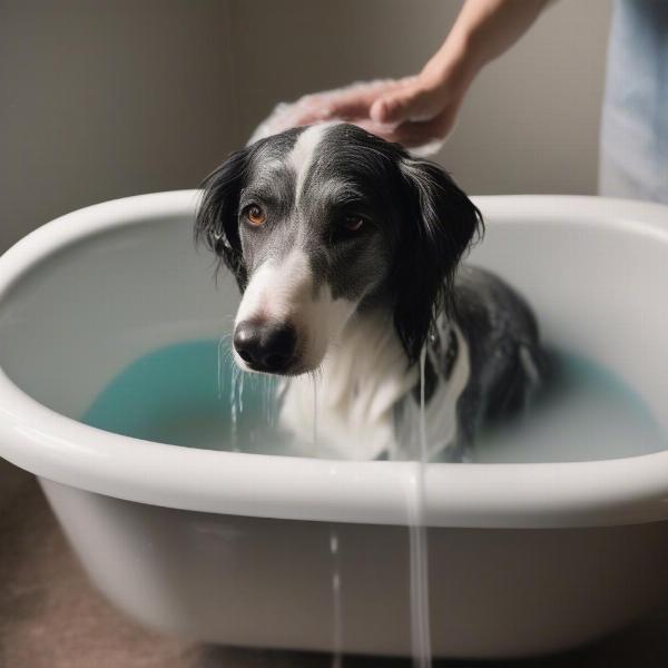 Bathing a Dog