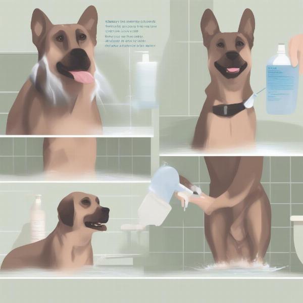 Bathing a Dog Correctly