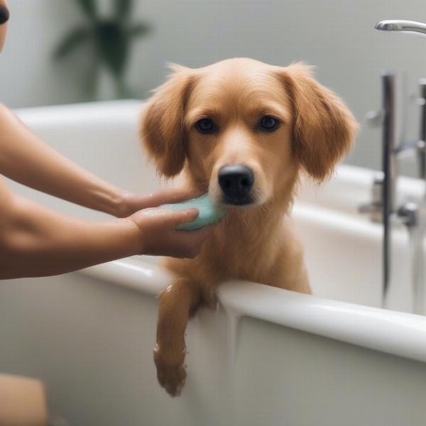 Bathing a Dog with Sensitive, Itchy Skin