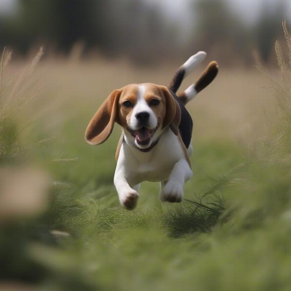 Beagle Hunting Rabbit