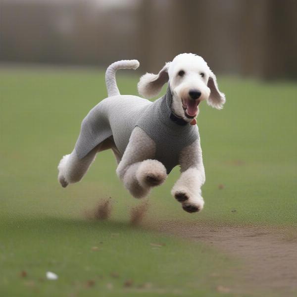 Bedlington Terrier Playing Fetch