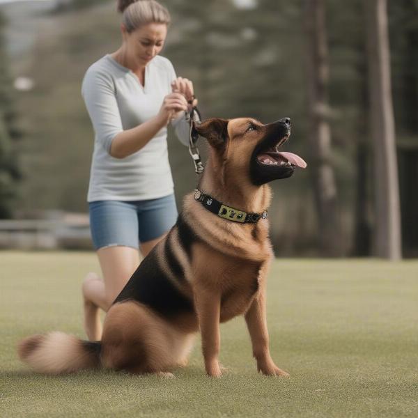 Dog Training with a Beeping Collar