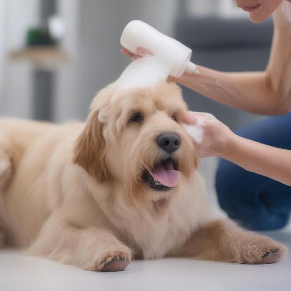 Applying Benzoyl Peroxide Shampoo to a Dog