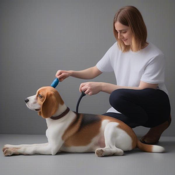 Using a rubber curry brush on a Beagle