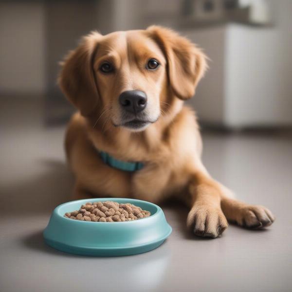 A dog enjoying a healthy, balanced meal with added multivitamins.