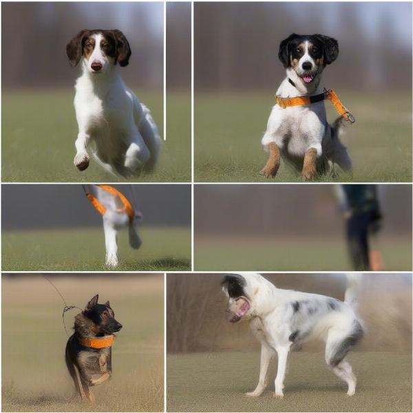 Bird Dog Training