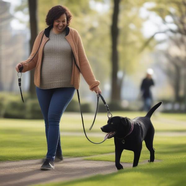 Black Dog Walking with a Halti