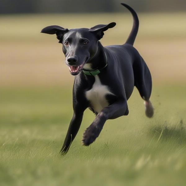 Black Lab Whippet Mix Running in a Field