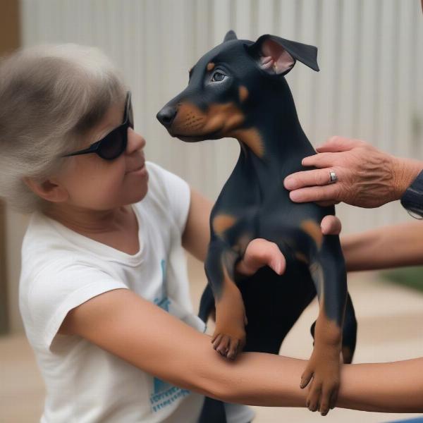 Blue Doberman Puppy with Breeder