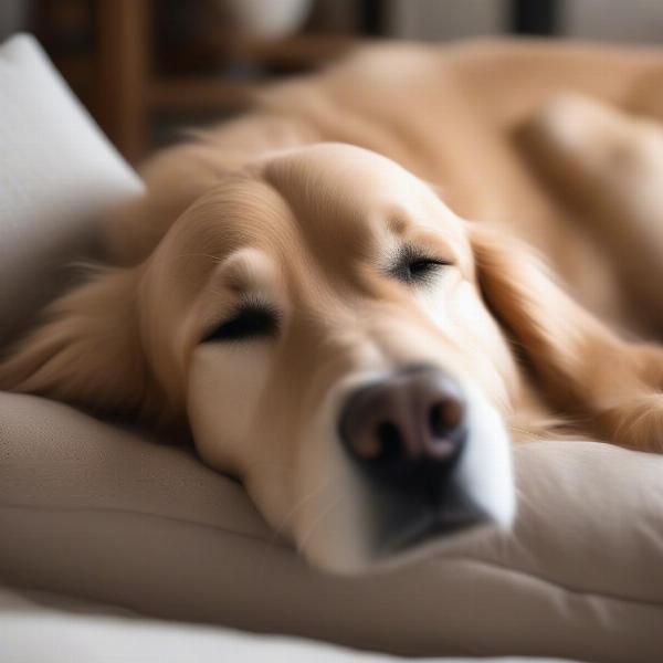 Dog sleeping comfortably on a bolster bed