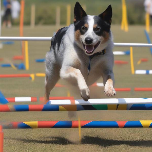 Border Heeler Agility Training