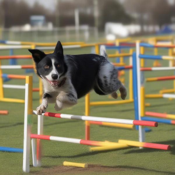 Border Heeler Performing Agility Training