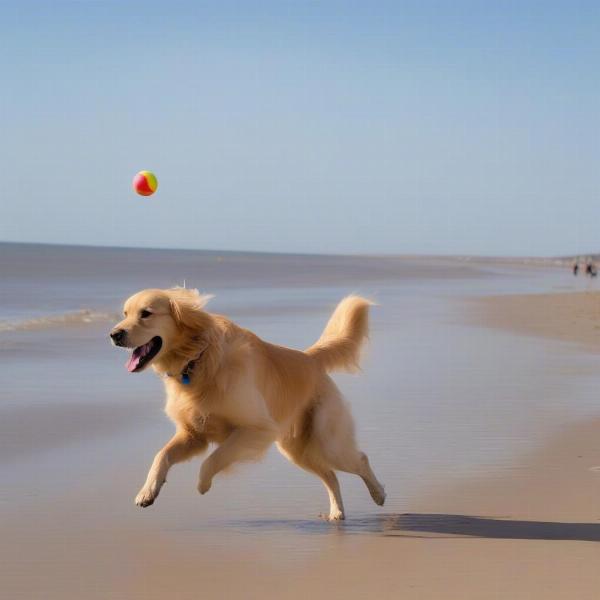 Dog walking on Bridlington South Beach