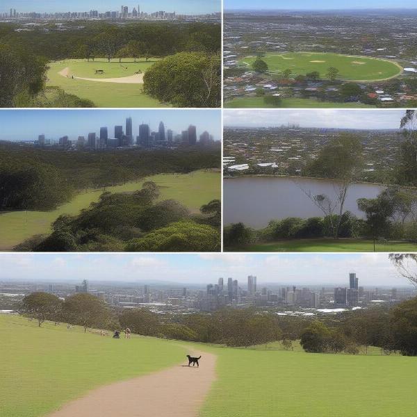 Dog-friendly parks in Brisbane: New Farm Park and Mount Coot-tha Reserve