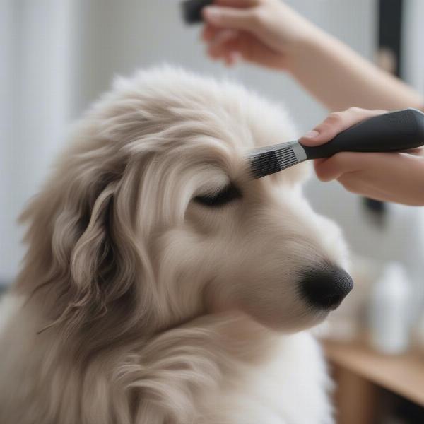 Brushing a dog after applying dry shampoo