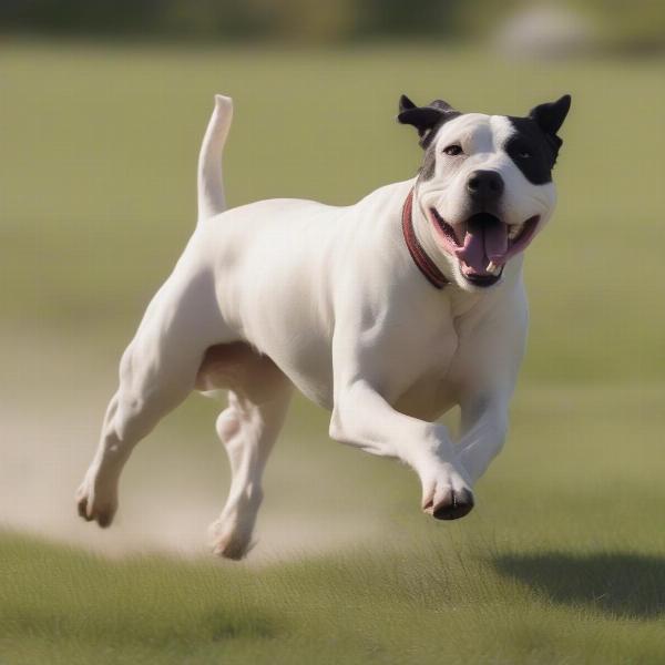 Bull Arab Dog Running in a Field