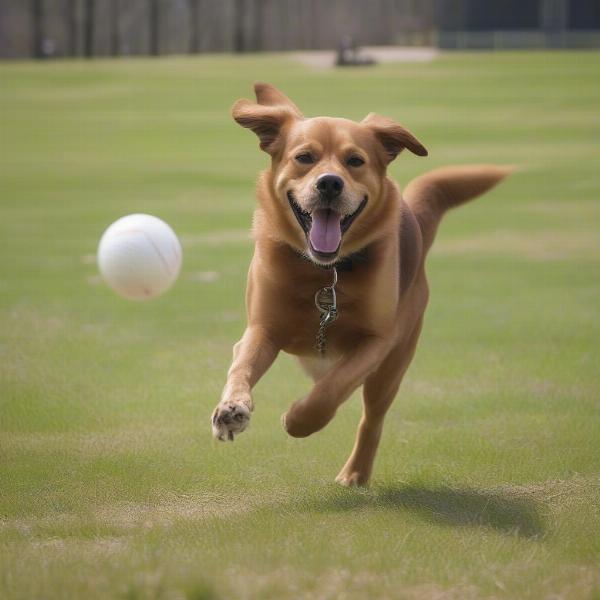 Dog playing at Cabin John Dog Park